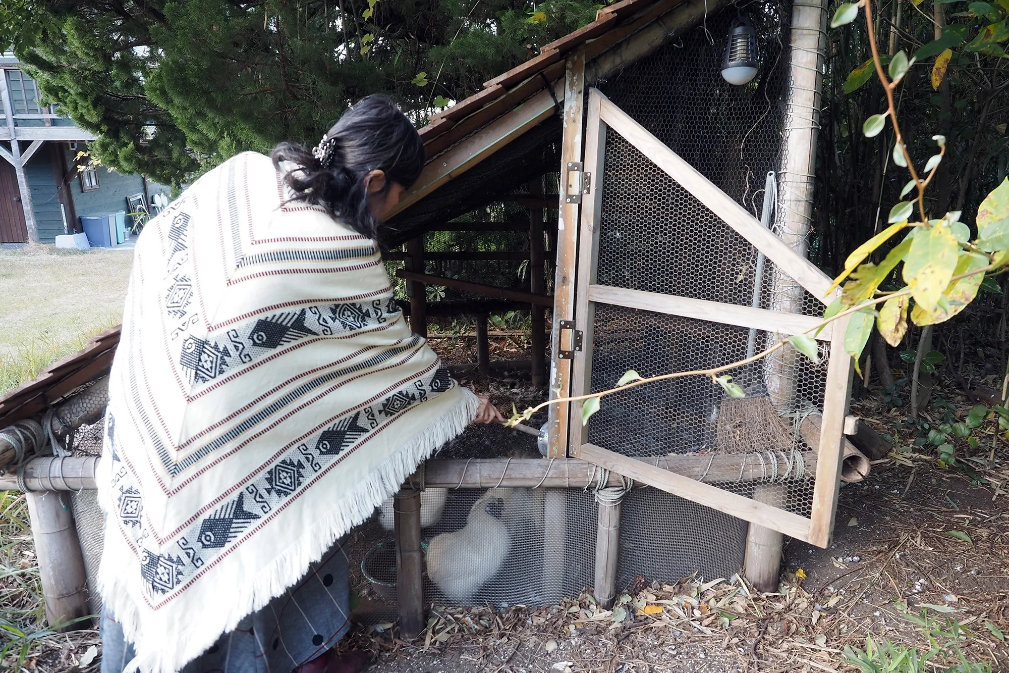 【夕方、自由に散策している鶏たちを鶏小屋に誘導してエサをあげる深津さん】