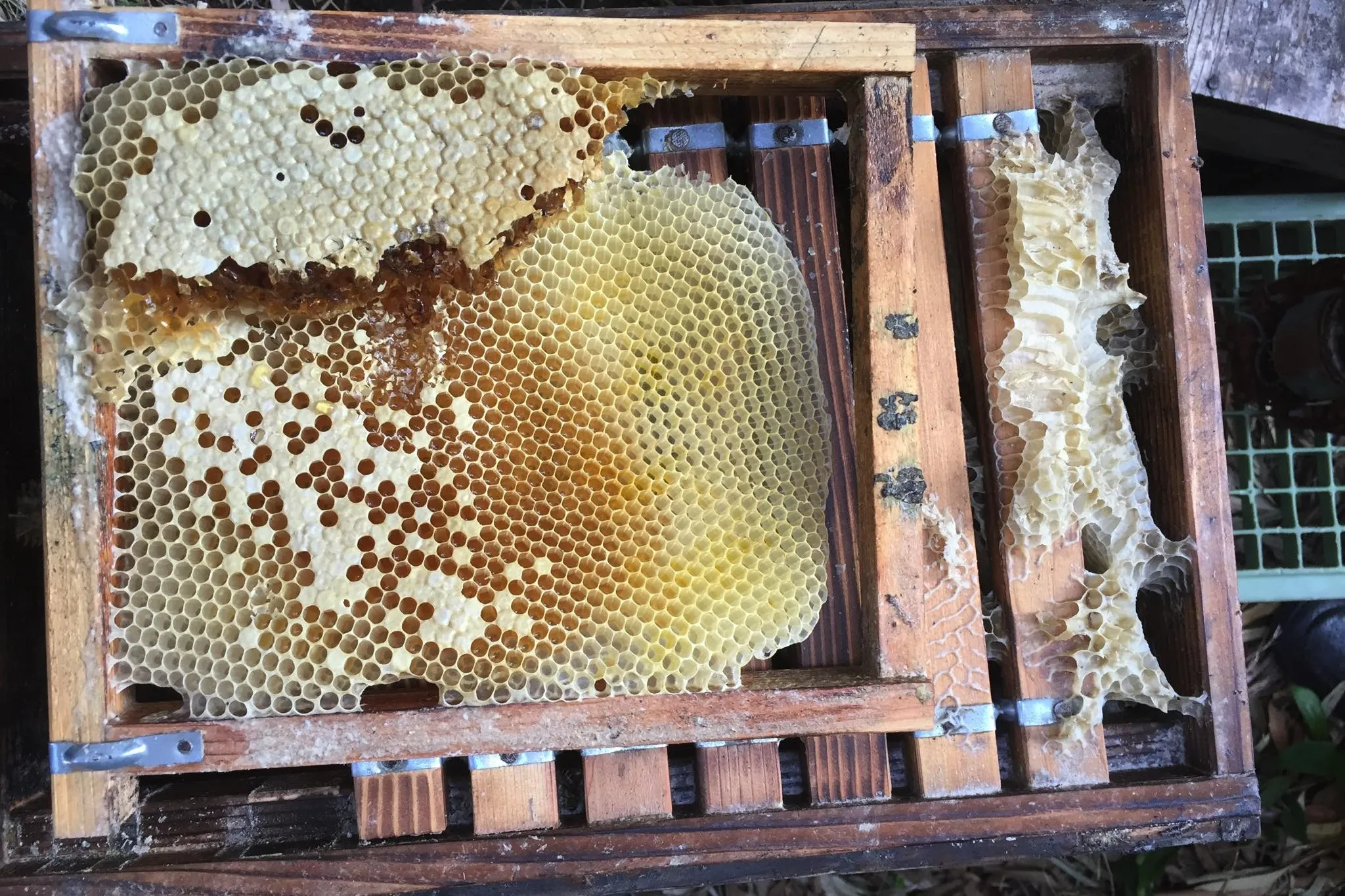 【庭で採れたハチミツと蜜蝋】