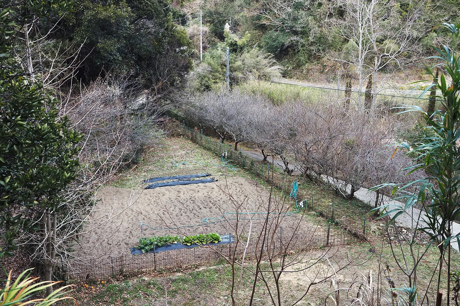 【畑沿いに植えられた立派な梅の木】