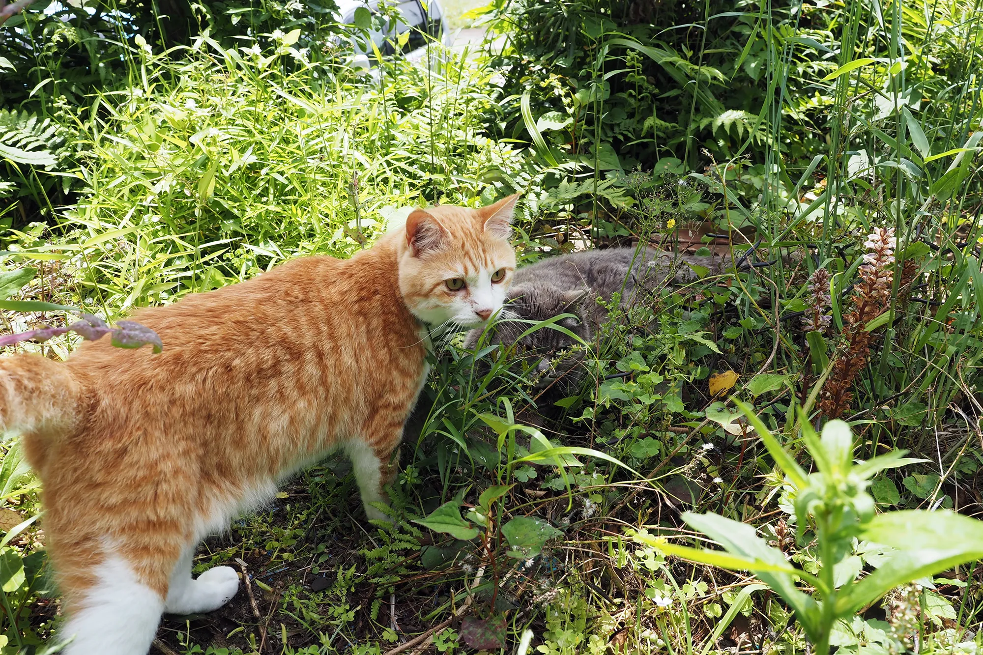 【現在も2匹の猫と暮らしている】