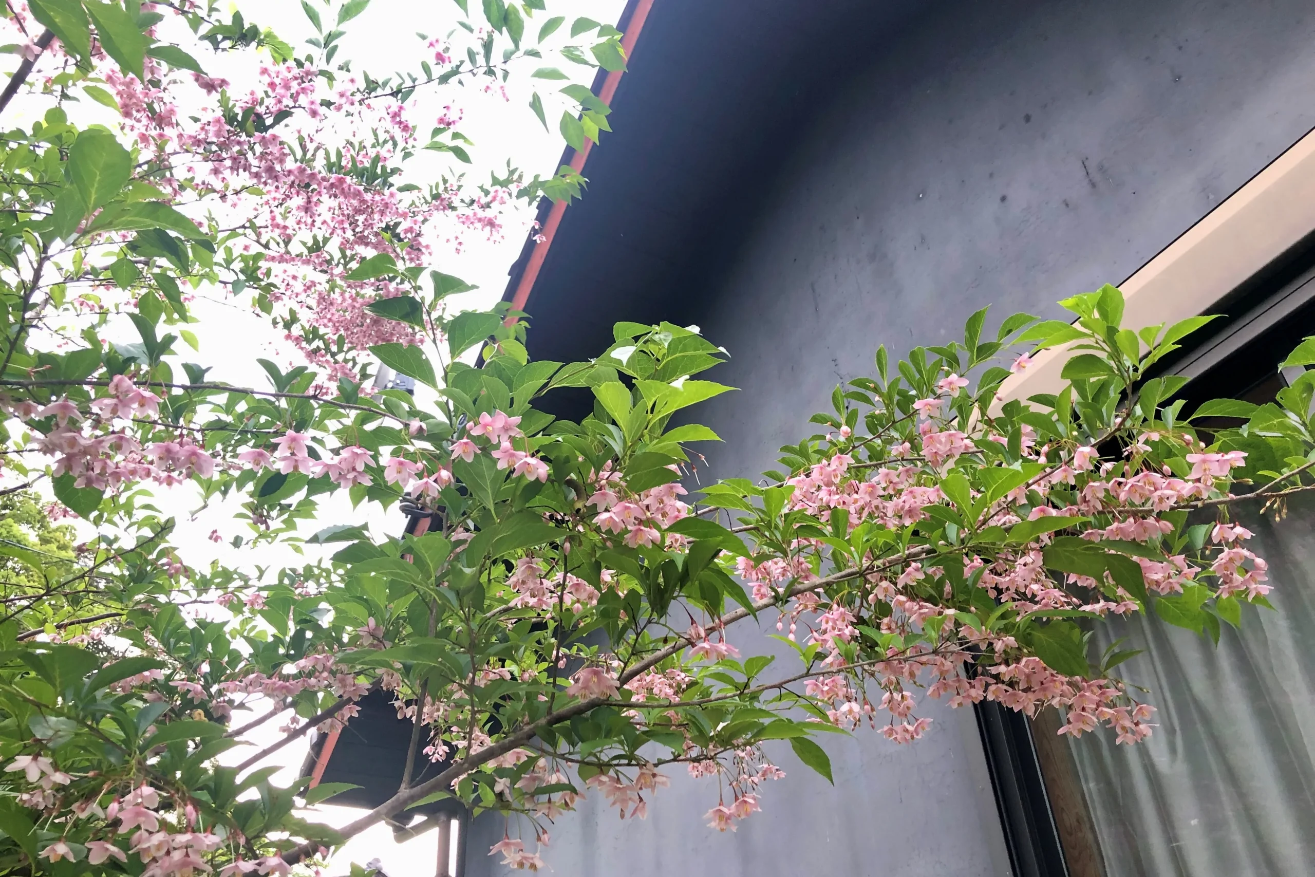 【庭のエゴノキ】