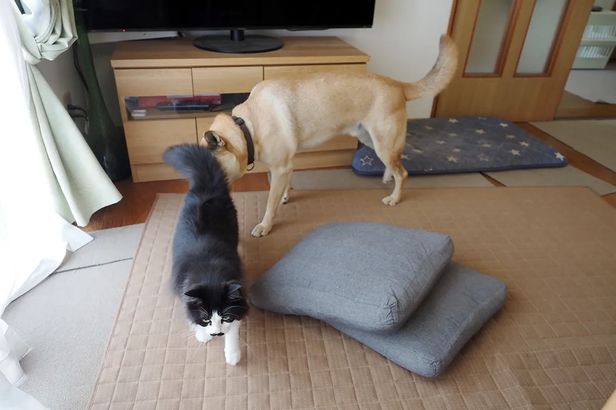 【好奇心旺盛な絹と源】